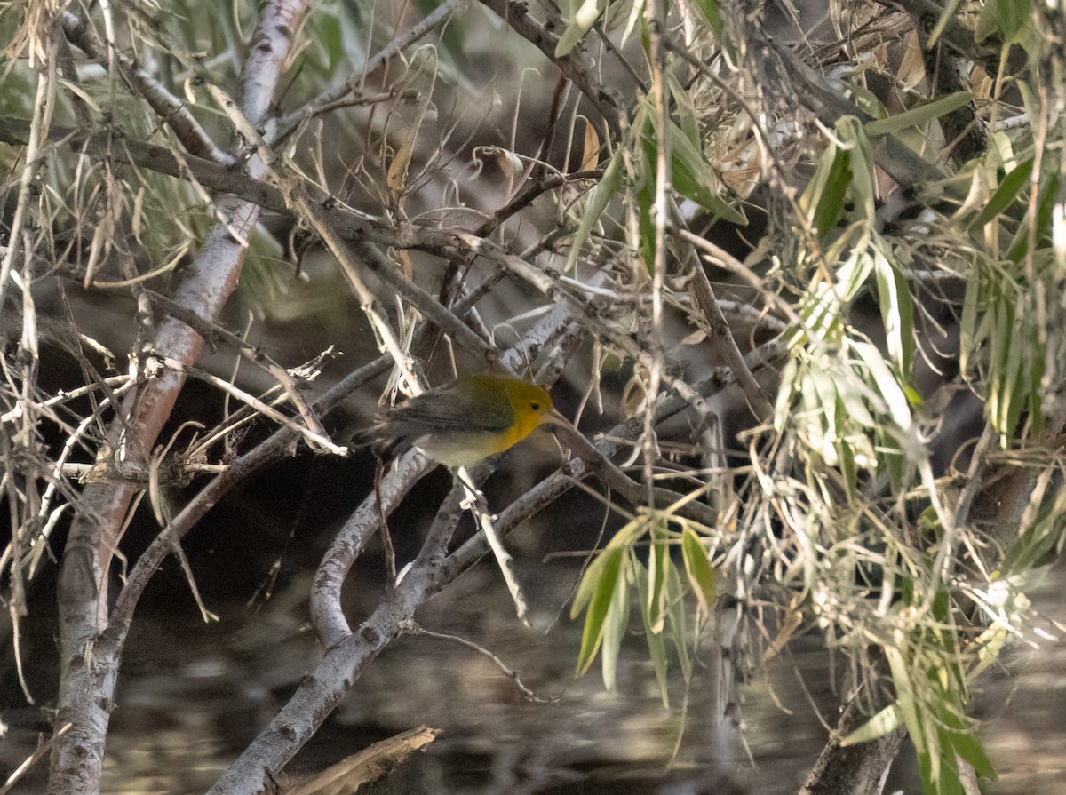 Prothonotary Warbler - ML643495579