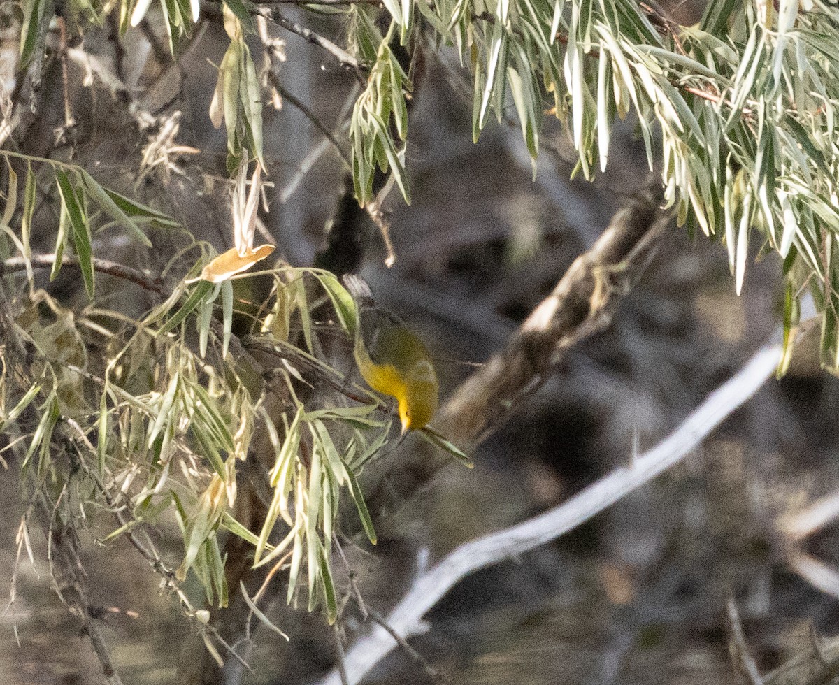 Prothonotary Warbler - ML643495580