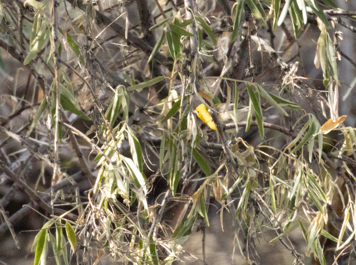 Prothonotary Warbler - ML643495581