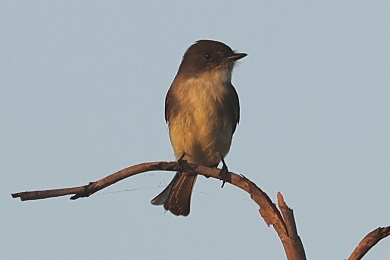 Eastern Phoebe - ML643495588
