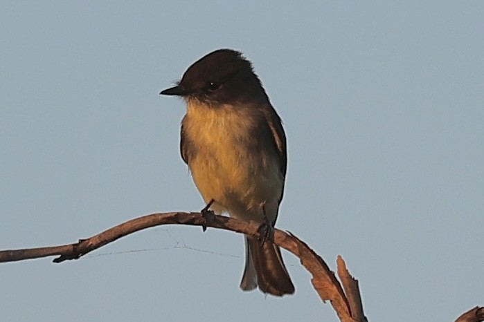Eastern Phoebe - ML643495589
