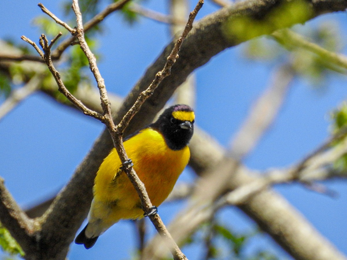 Purple-throated Euphonia - ML643495590