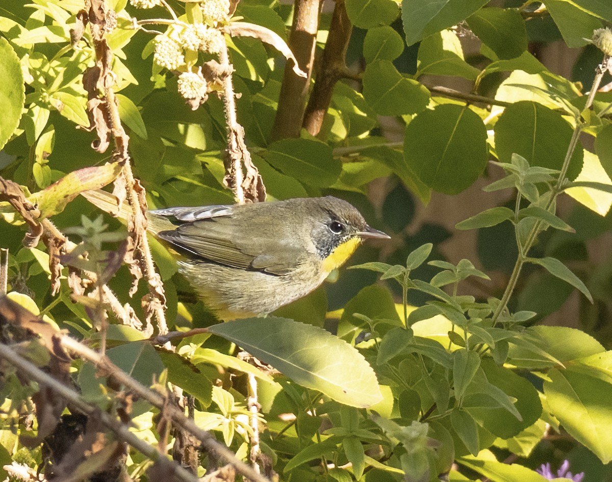 Common Yellowthroat - ML643495605