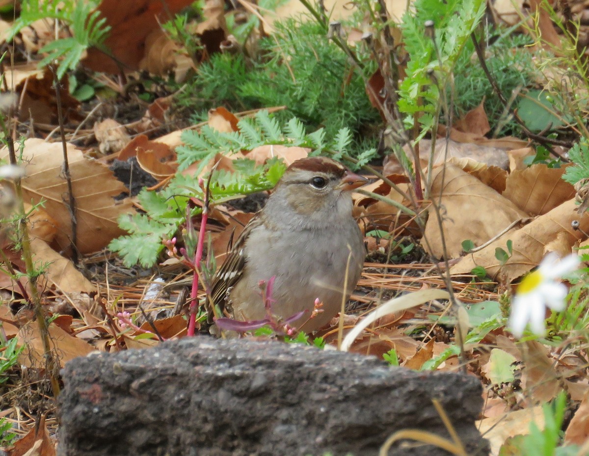 White-crowned Sparrow - ML643495613