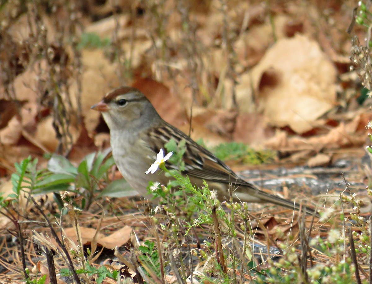 White-crowned Sparrow - ML643495637