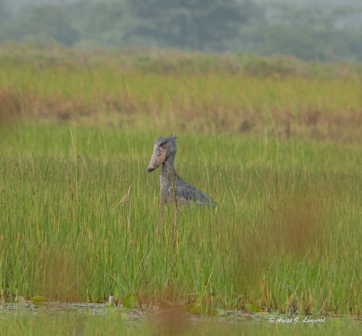 Shoebill - ML643495640
