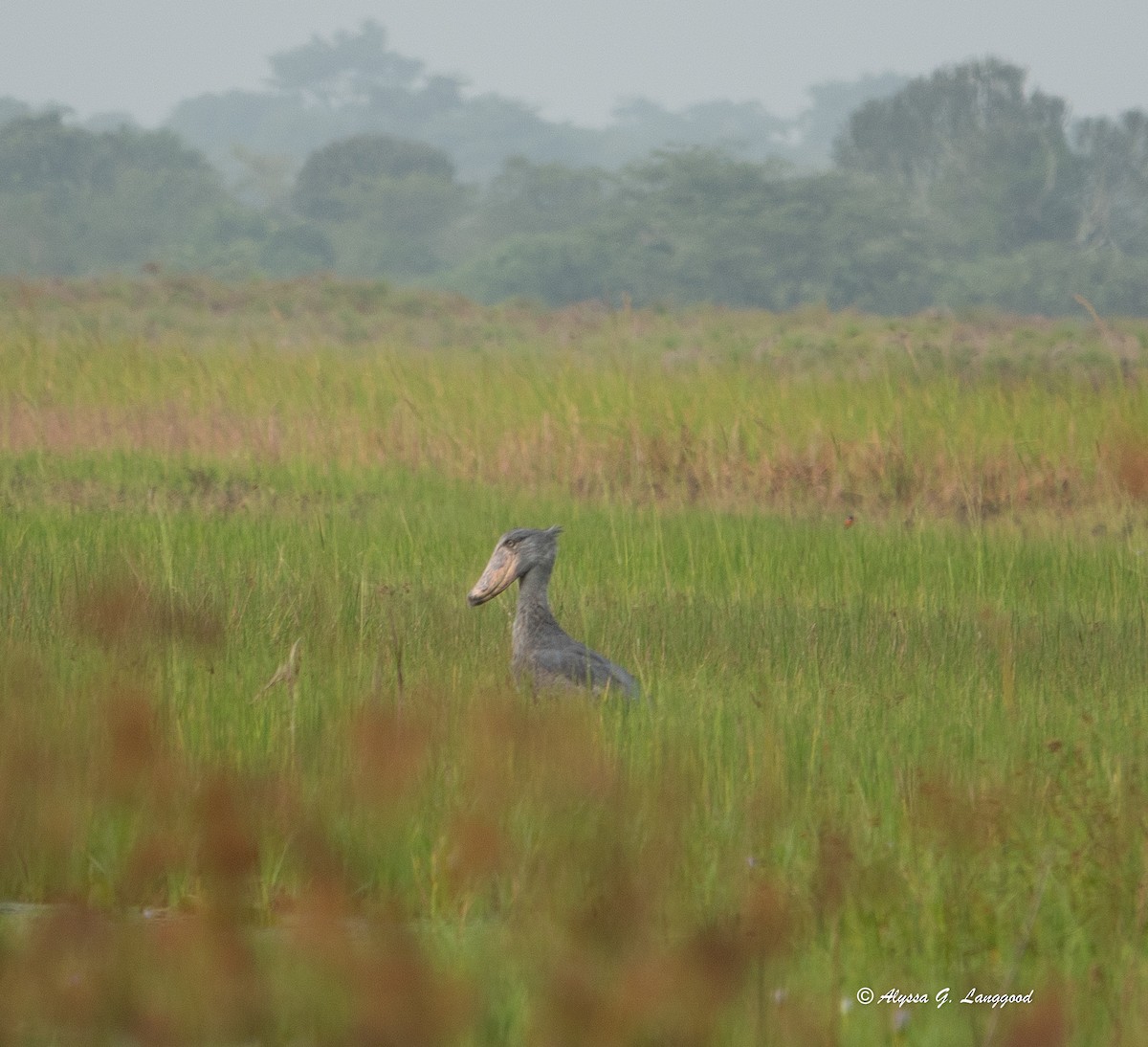 Shoebill - ML643495642