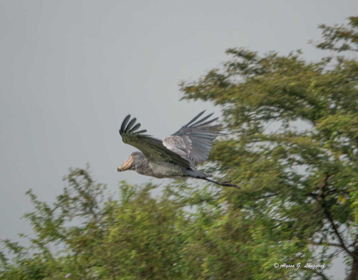 Shoebill - ML643495643