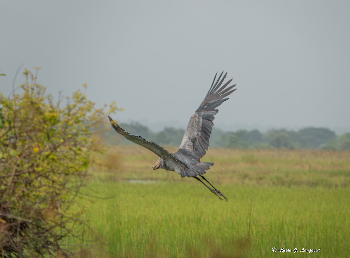 Shoebill - ML643495644