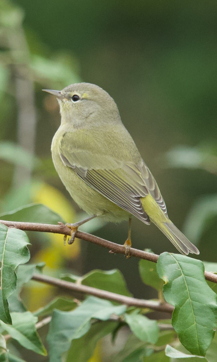 Orange-crowned Warbler - ML643495652
