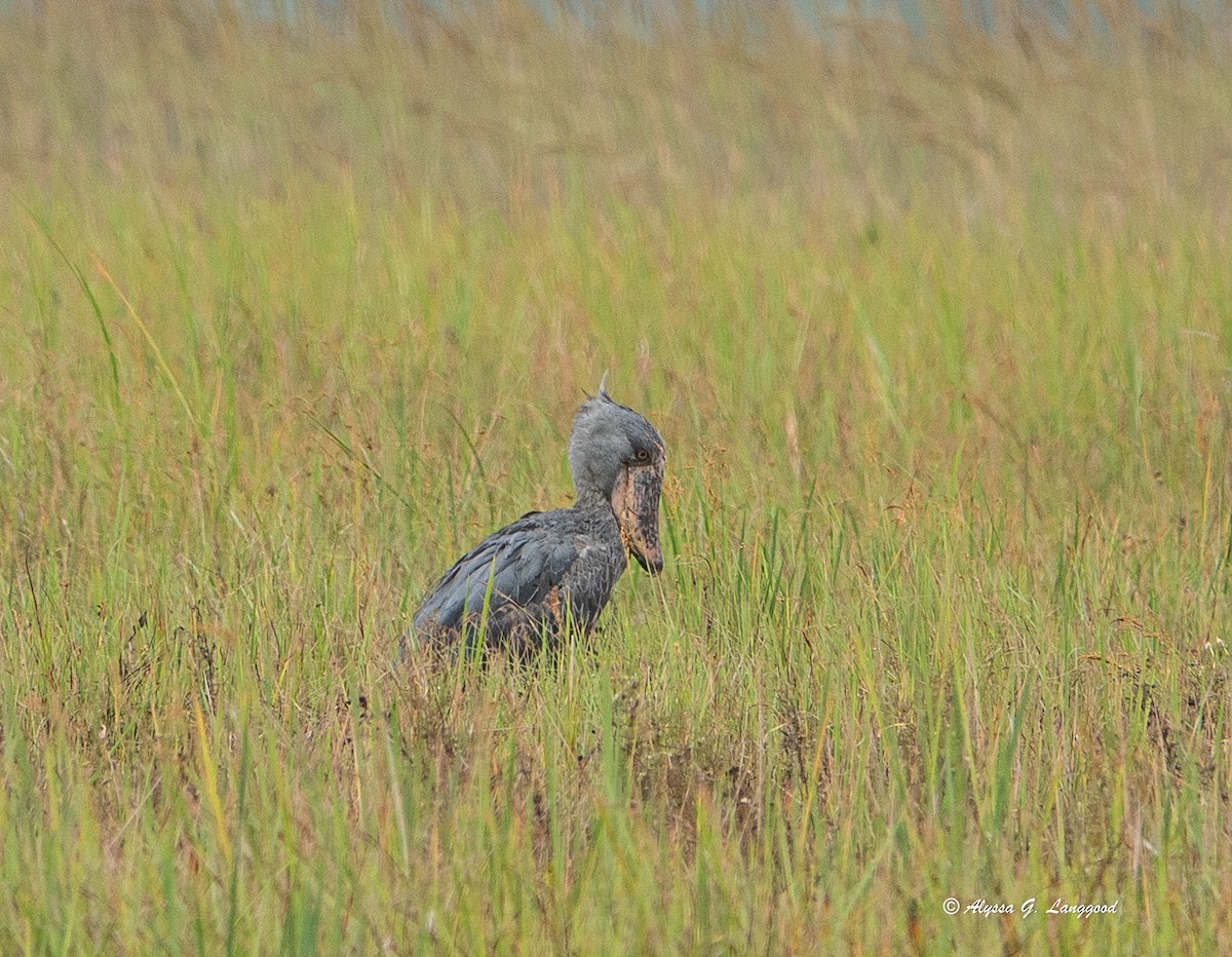Shoebill - ML643495657