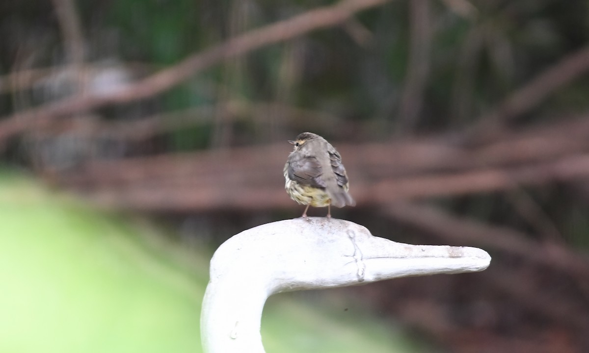 Northern Waterthrush - ML643495662