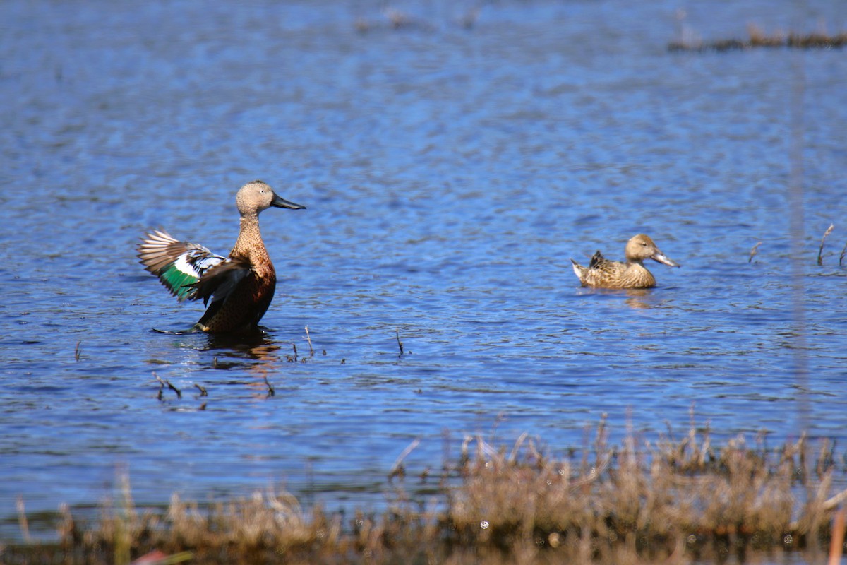Red Shoveler - ML643495665
