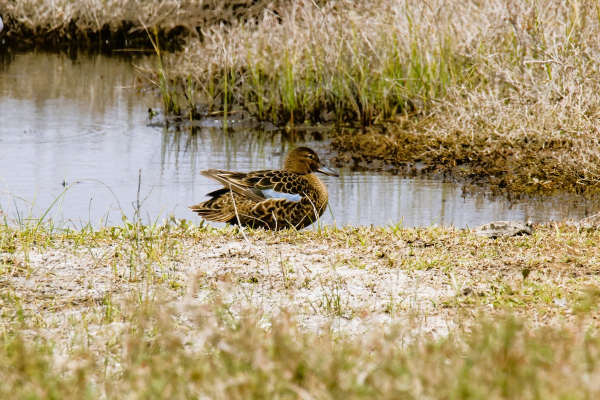 Red Shoveler - ML643495666