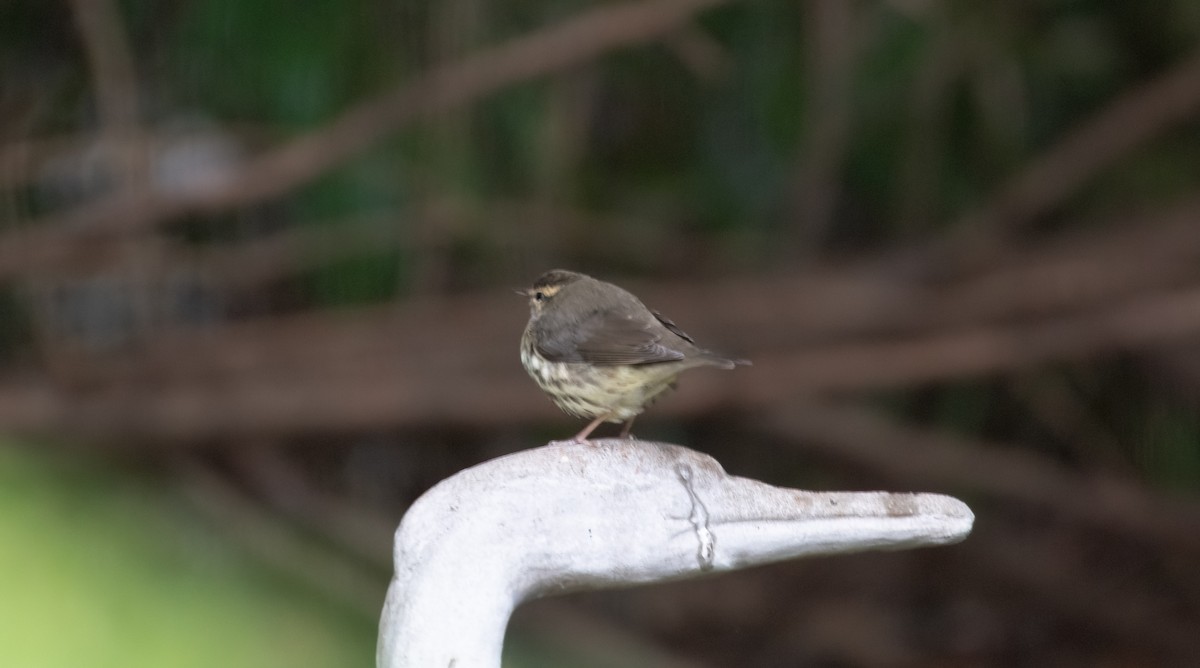 Northern Waterthrush - ML643495670