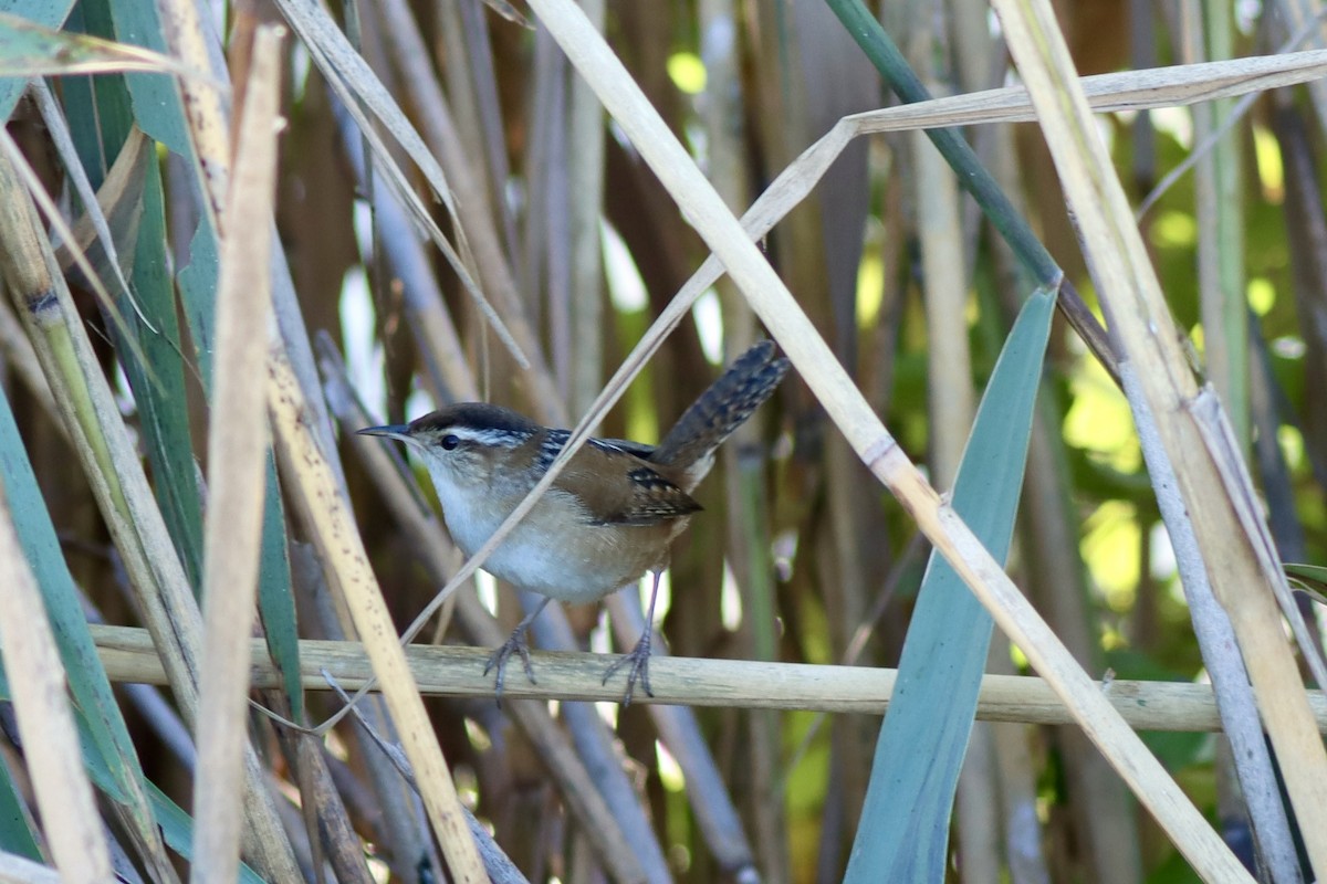 Marsh Wren - ML643495674