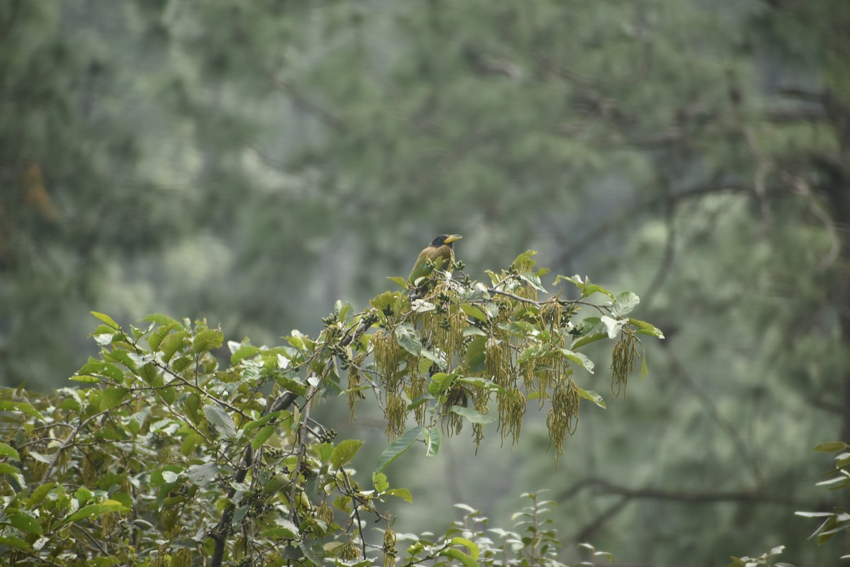 Great Barbet - ML643495686