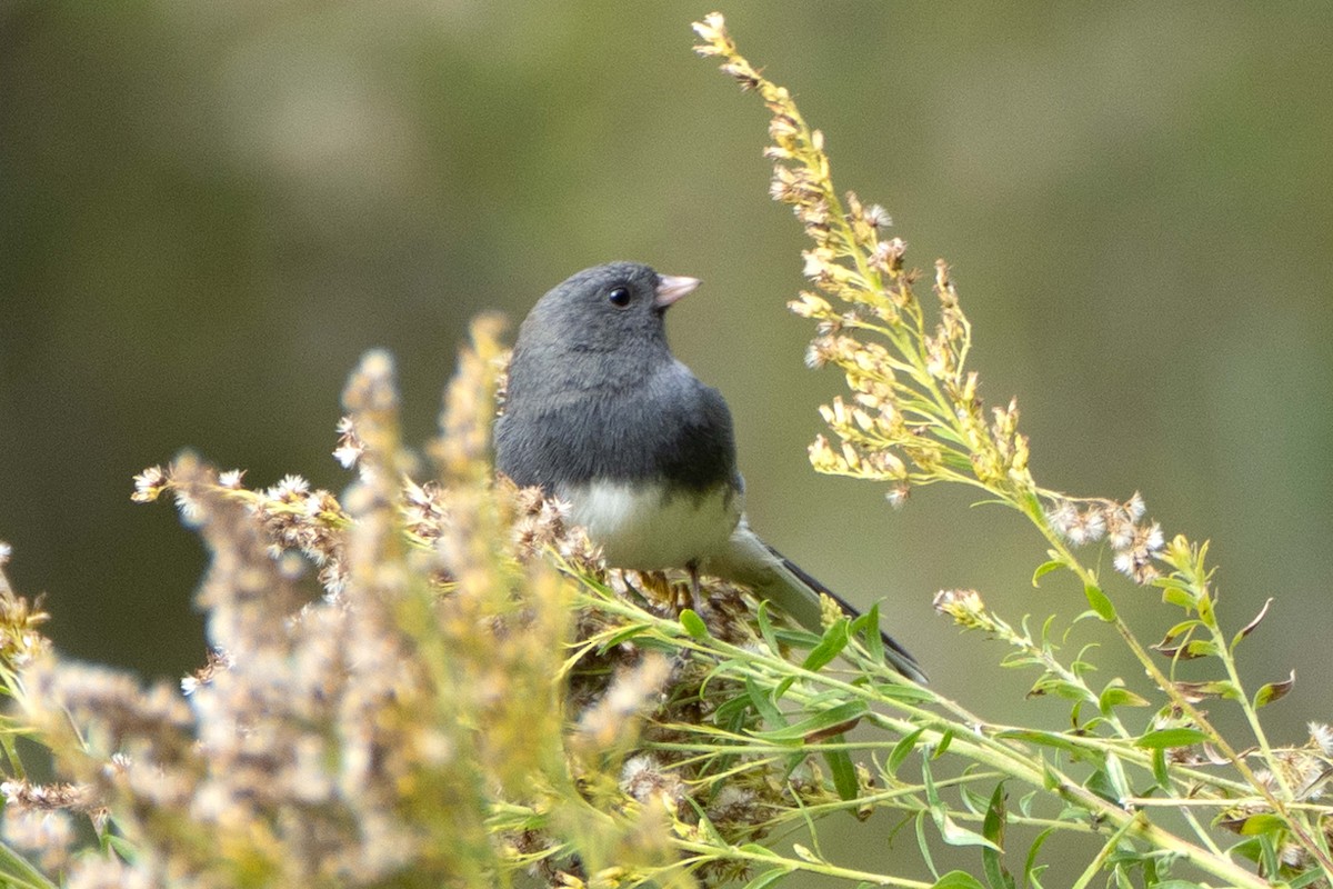 Junco ardoisé (hyemalis/carolinensis) - ML643495690