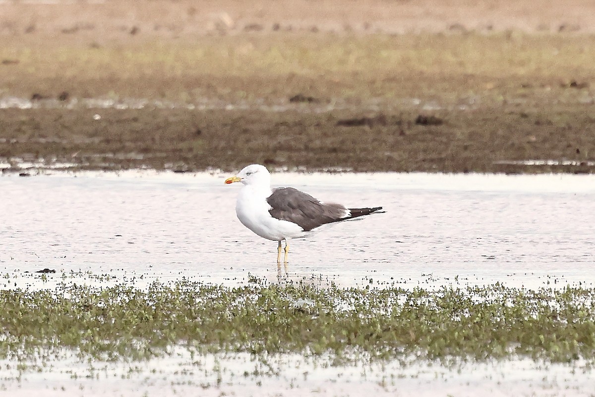 Lesser Black-backed Gull - ML643495697