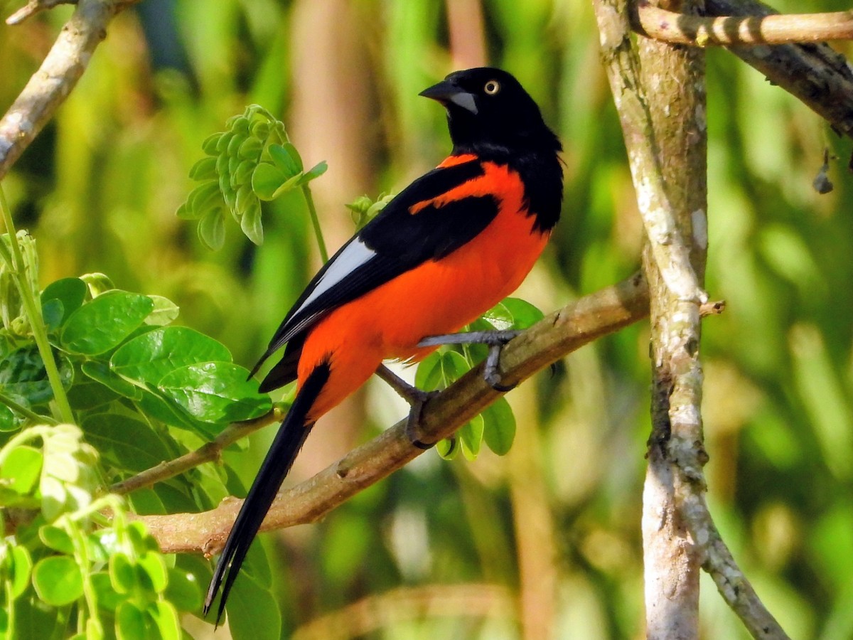 Campo Troupial - ML643495725