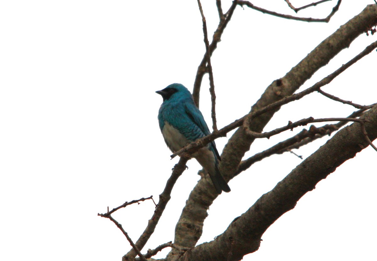 Tangara Golondrina - ML643495743
