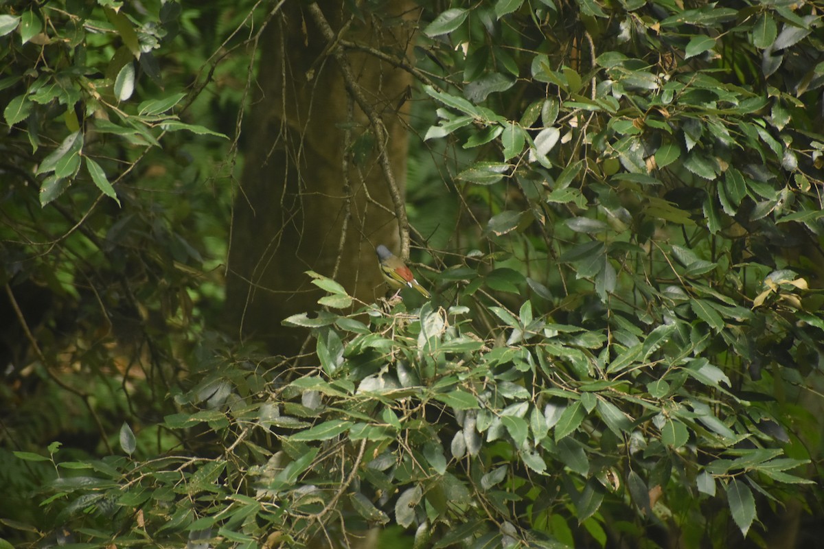 White-browed Shrike-Babbler - ML643495755