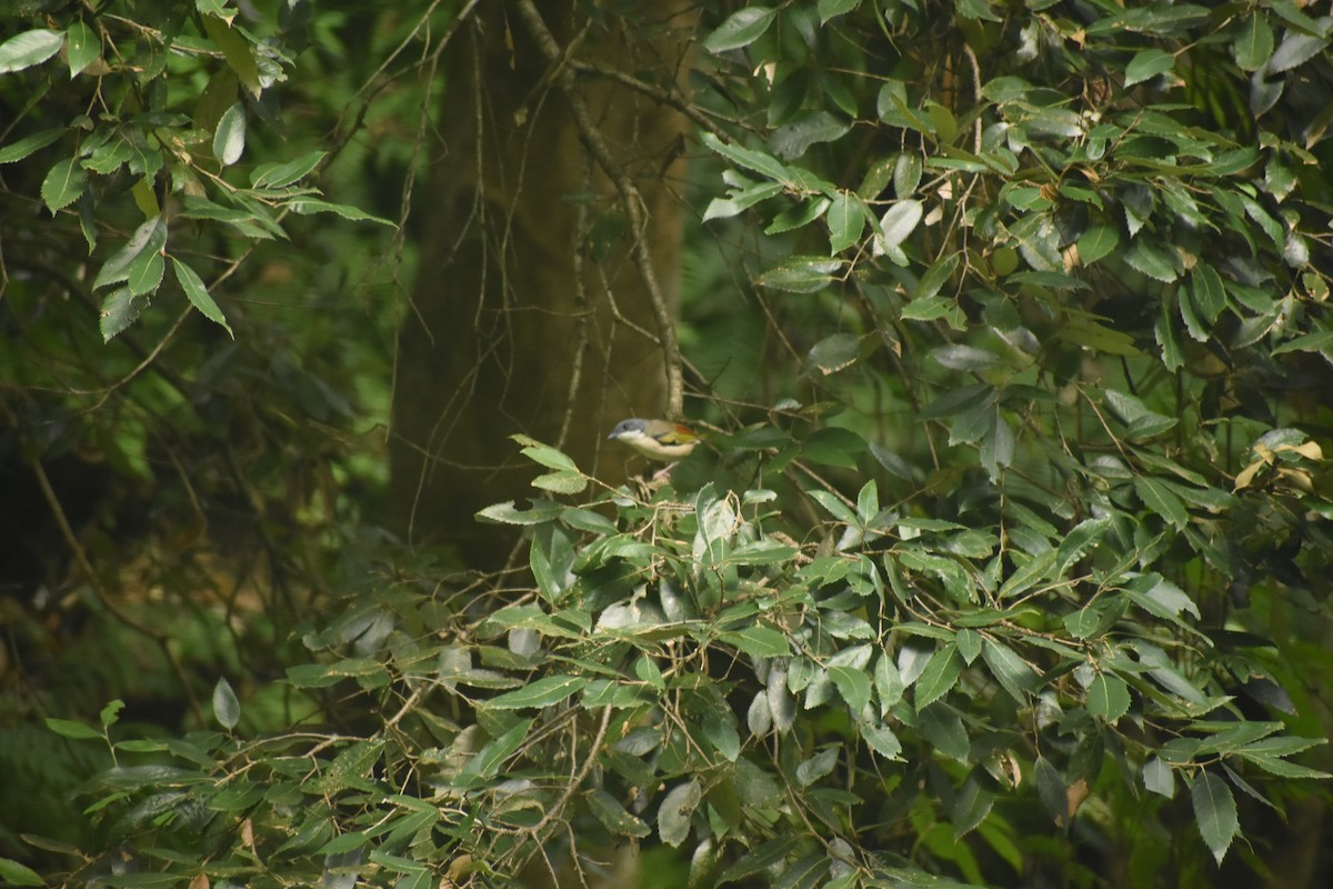 White-browed Shrike-Babbler - ML643495757