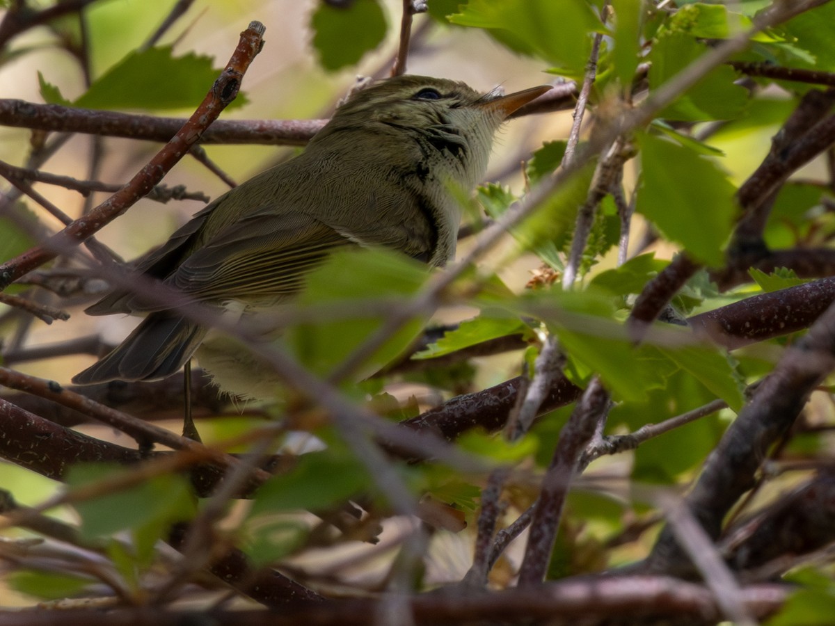 Mosquitero Verdoso - ML643495758