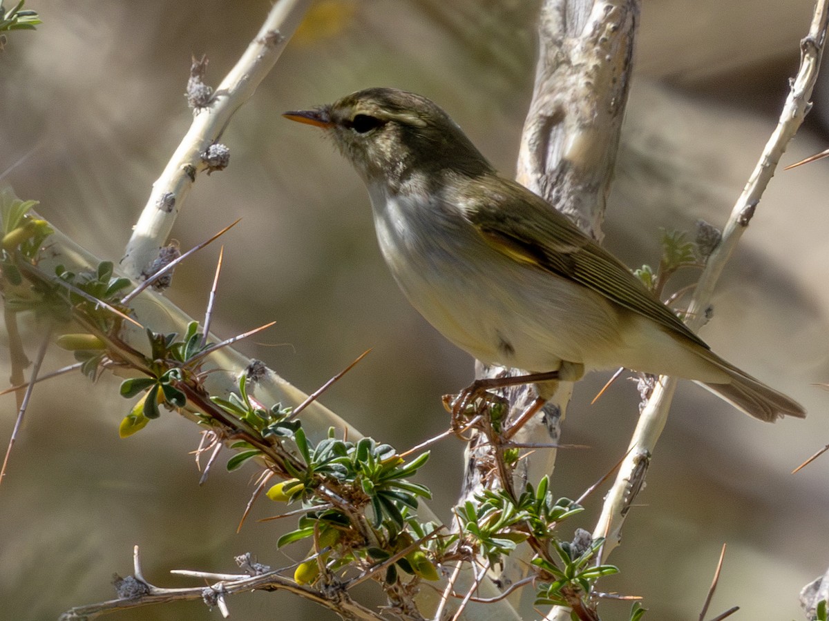 Mosquitero Verdoso - ML643495759