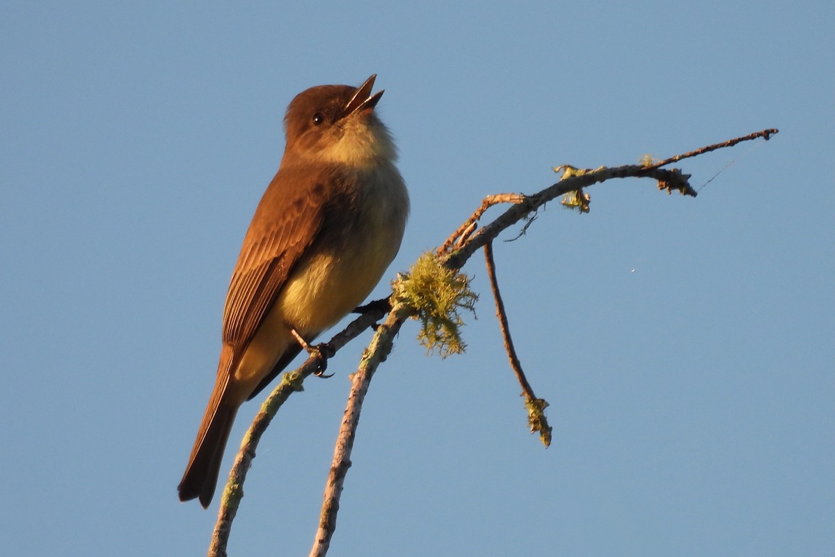 Eastern Phoebe - ML643495784