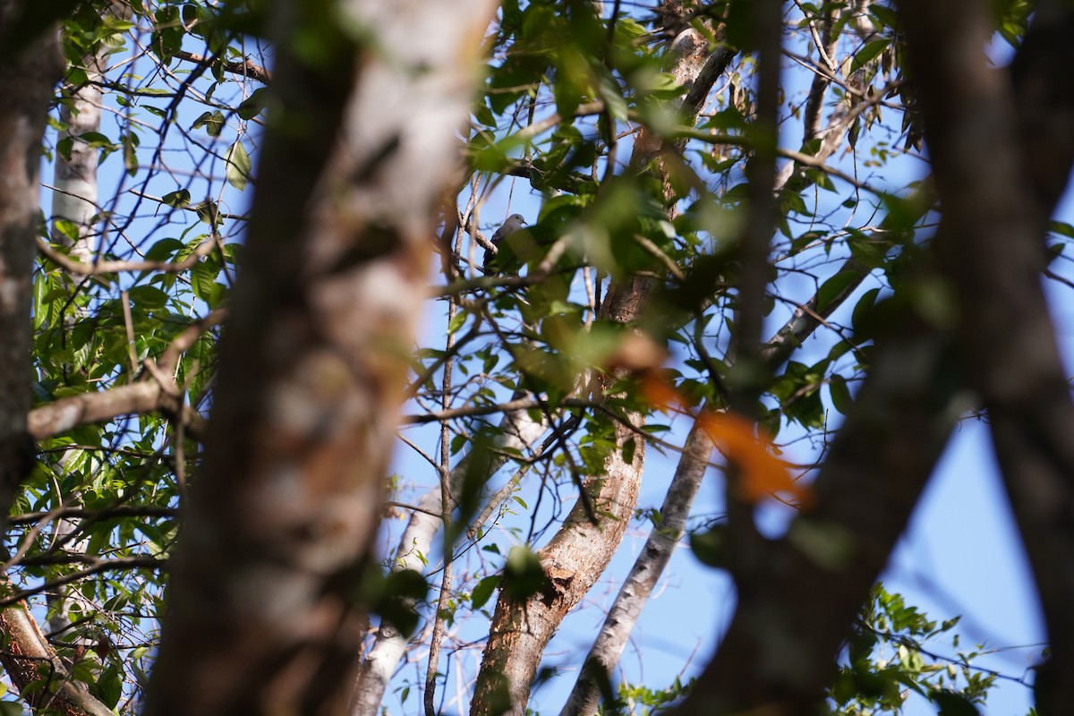 Blue Ground Dove - ML643495786