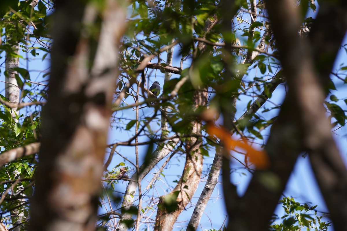 Blue Ground Dove - ML643495787