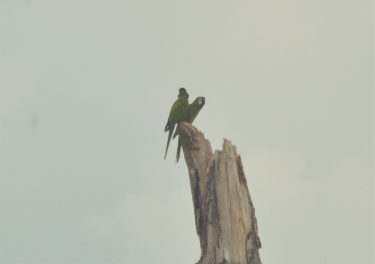 Chestnut-fronted Macaw - ML643495789