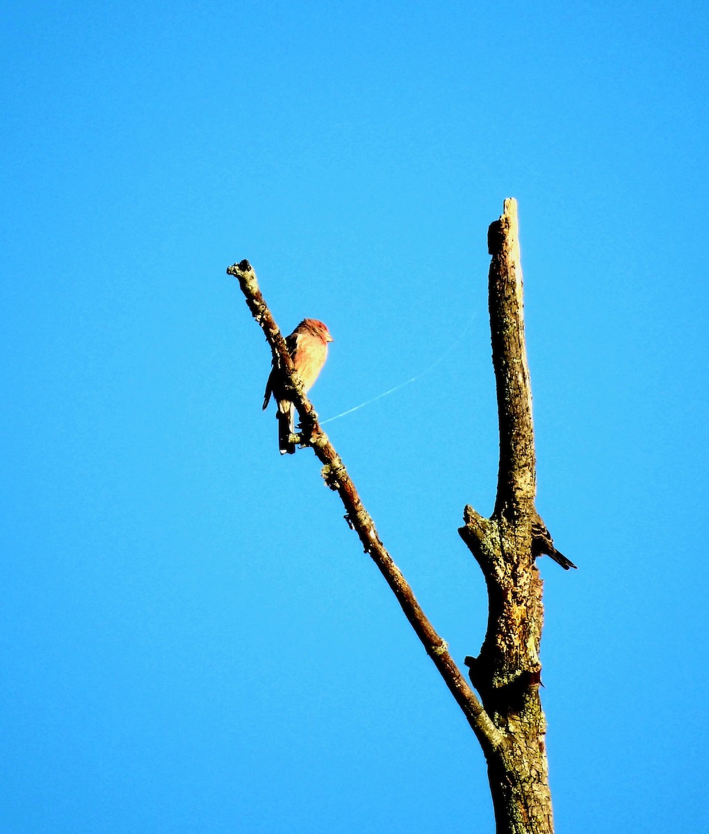 House Finch - ML643495794