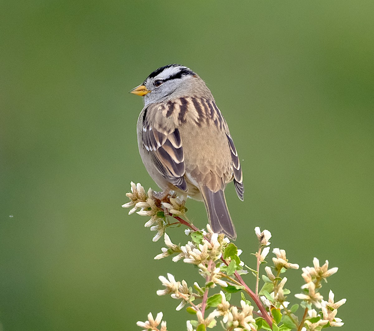 White-crowned Sparrow - ML643495796