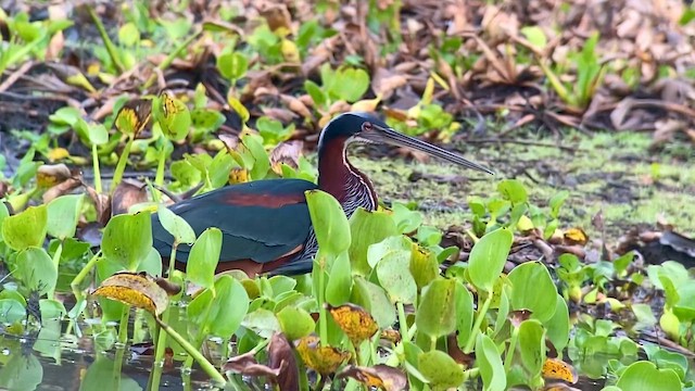 Garza Agamí - ML643495797