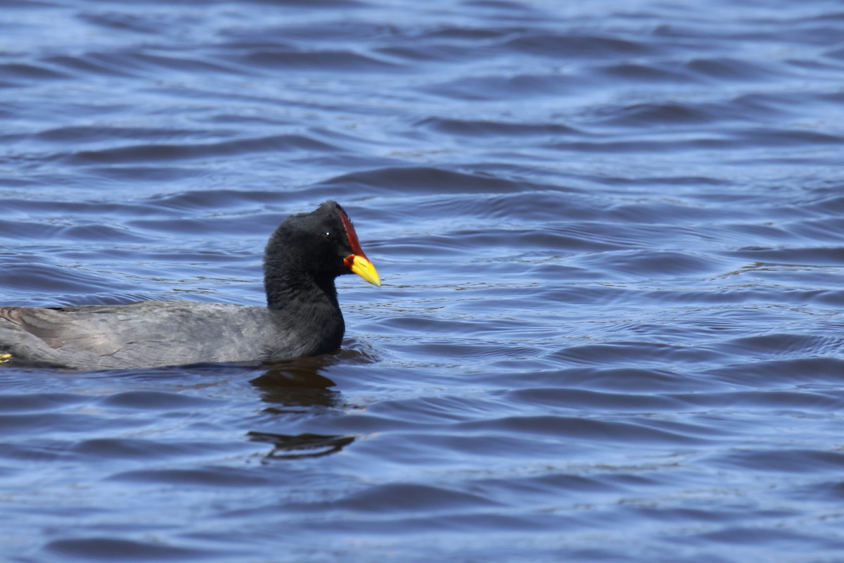 Red-fronted Coot - ML643495801