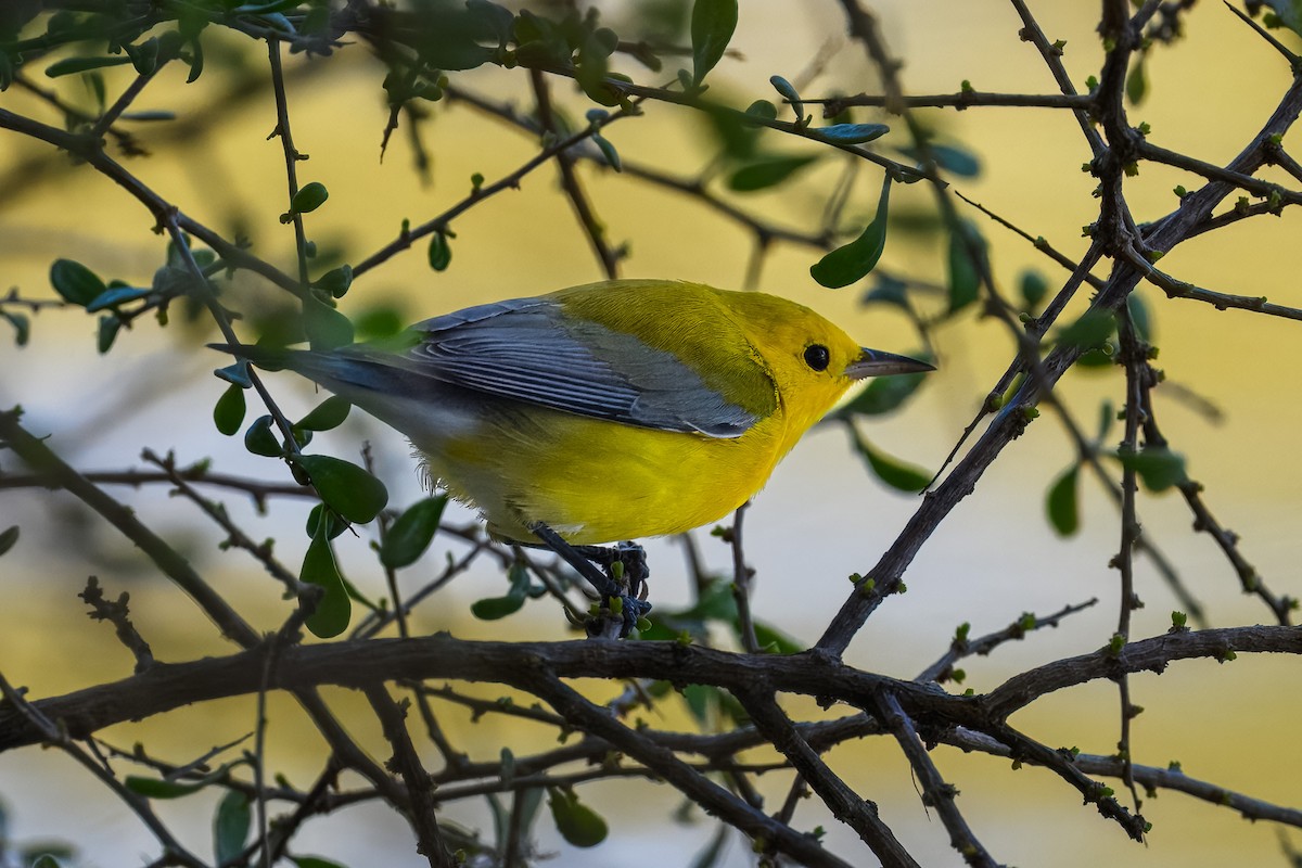 Prothonotary Warbler - ML643495808