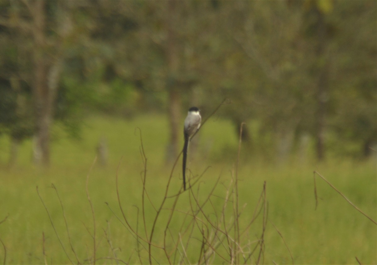 ズグロエンビタイランチョウ - ML643495819