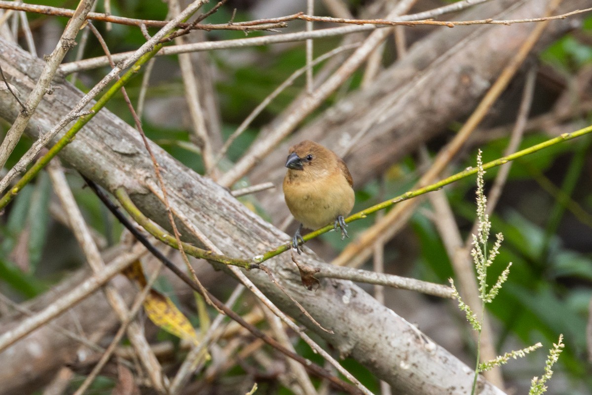 Scaly-breasted Munia - ML643495821