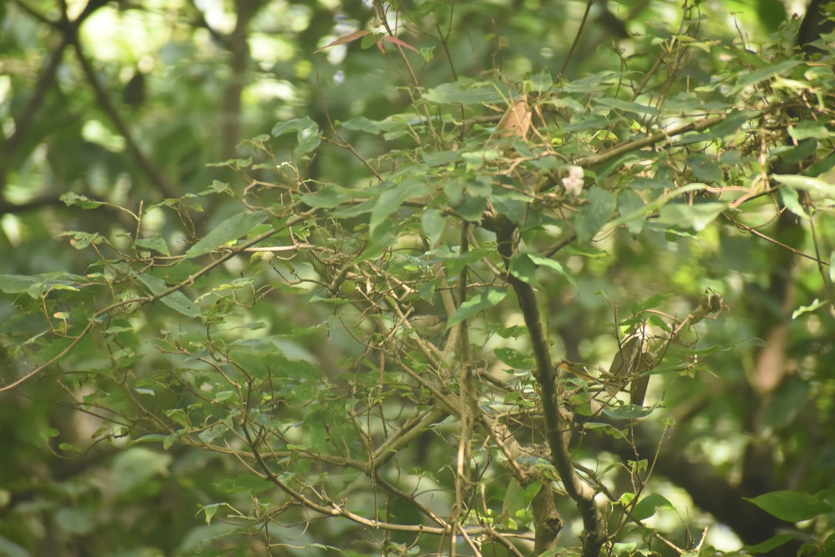 Gray-hooded Warbler - ML643495827