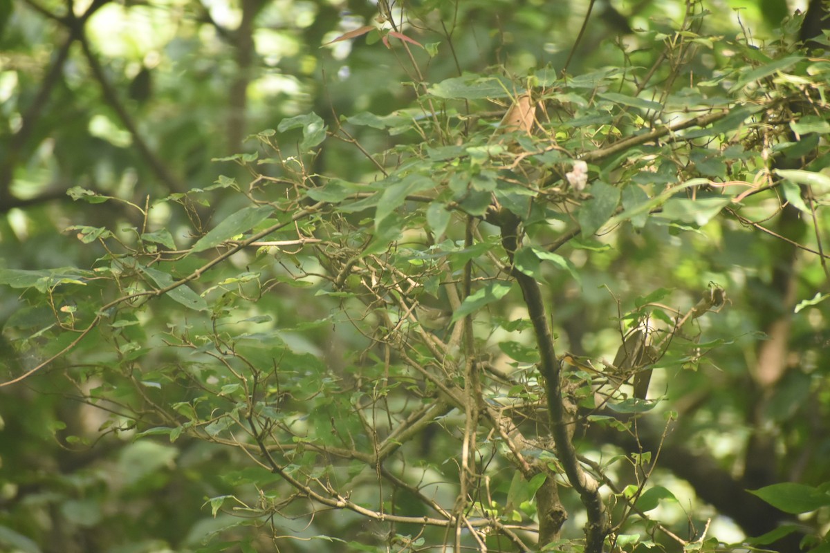 Gray-hooded Warbler - ML643495828