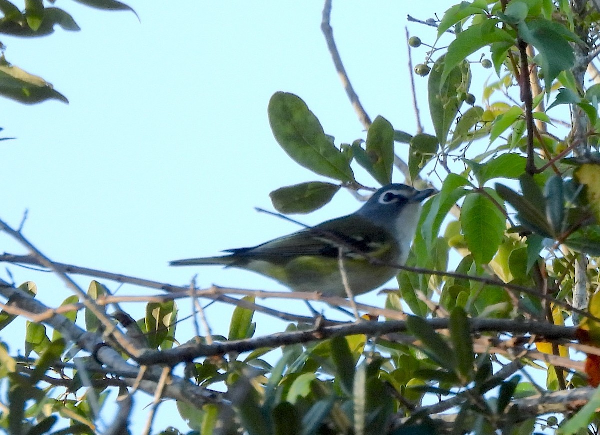Blue-headed Vireo - ML643495845