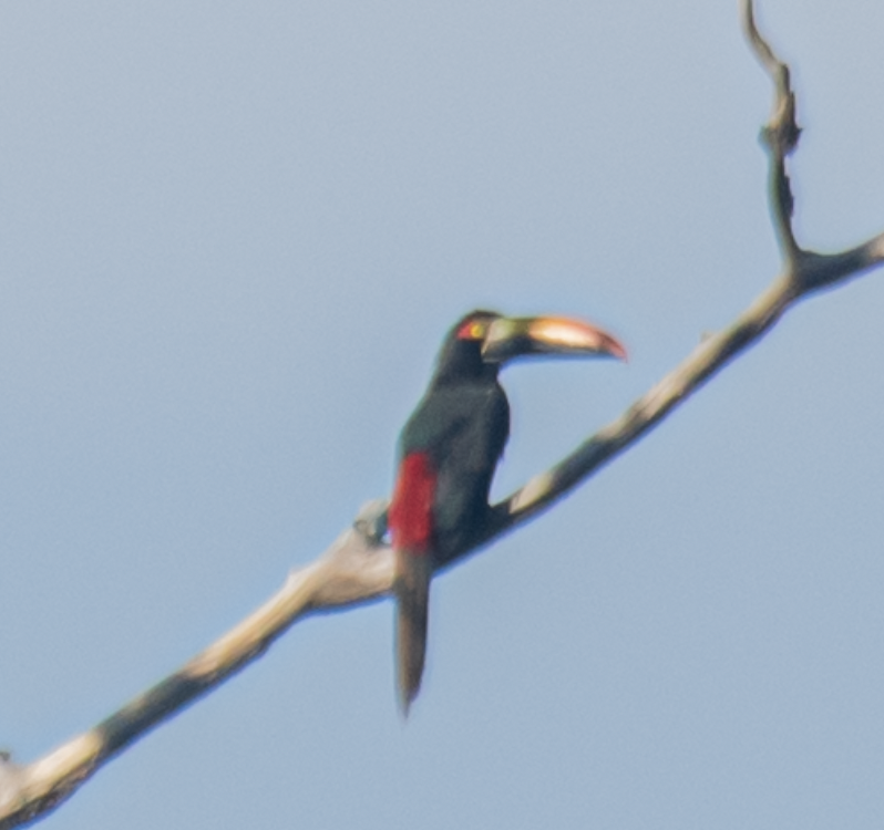 Fiery-billed Aracari - ML643495849