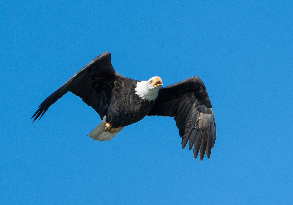 Bald Eagle - ML643495852