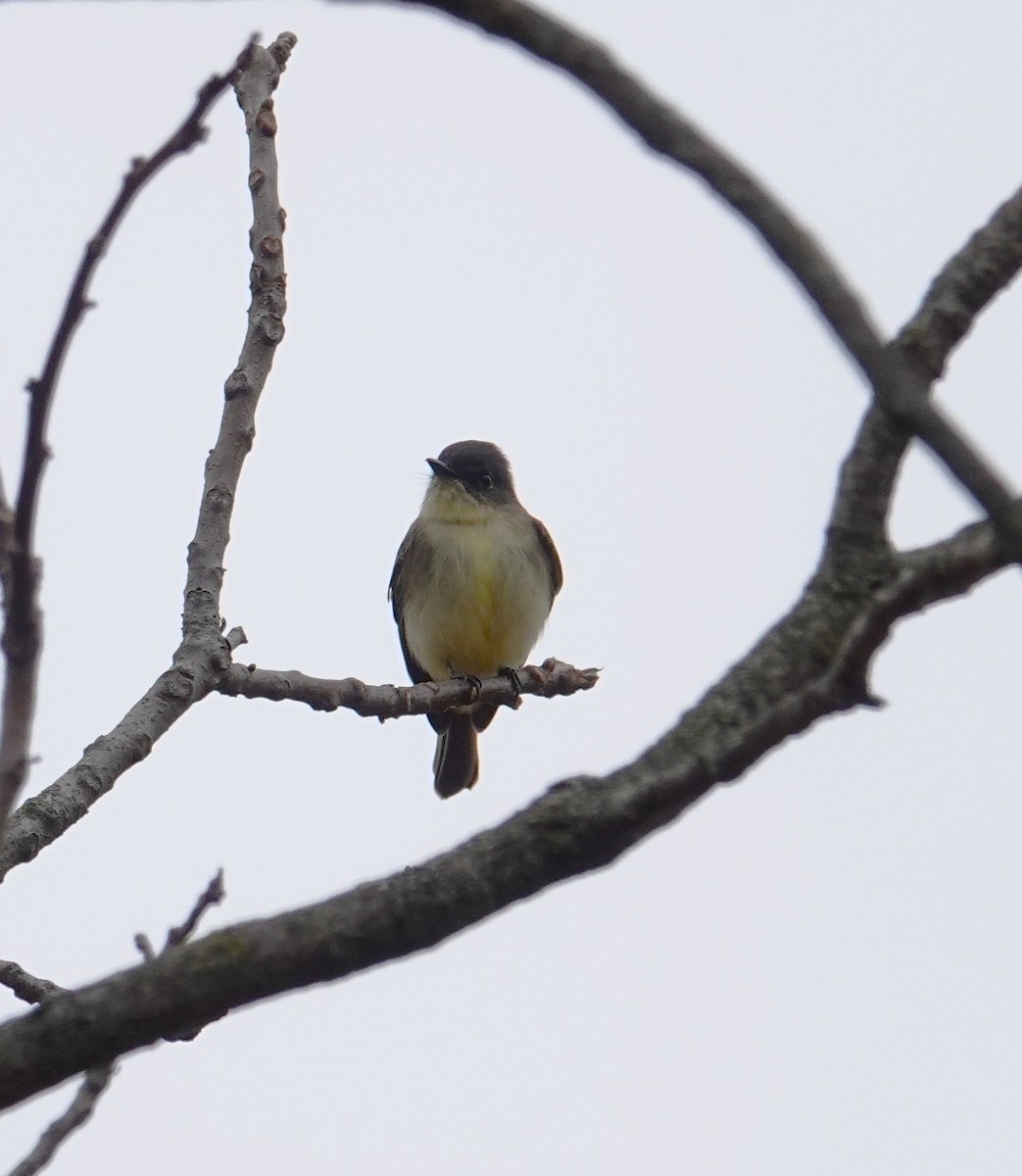 Eastern Phoebe - ML643495863