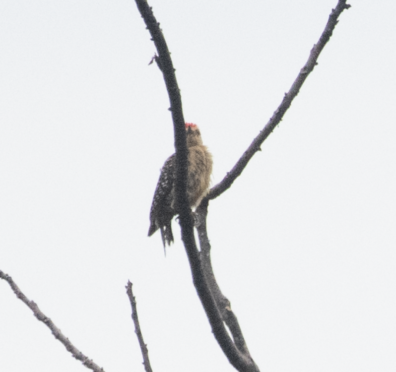 Red-crowned Woodpecker - ML643495864