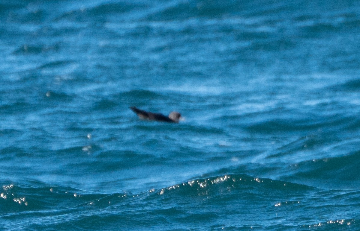 Short-tailed Shearwater - ML643495865