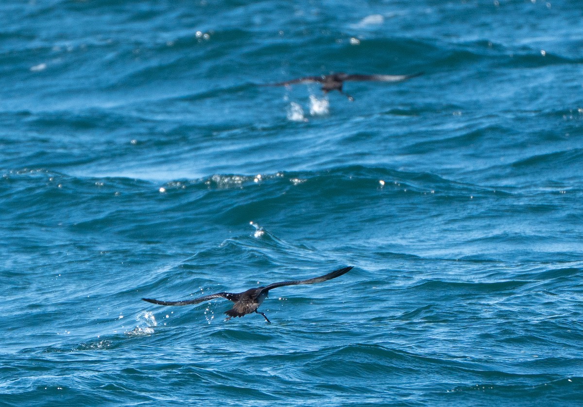 Short-tailed Shearwater - ML643495867