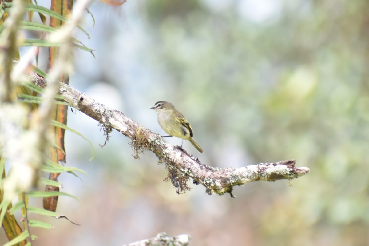 Spectacled Tyrannulet - ML643495881